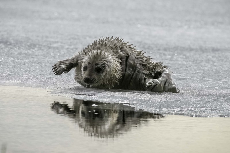 Cría de foca rallada Saimaa