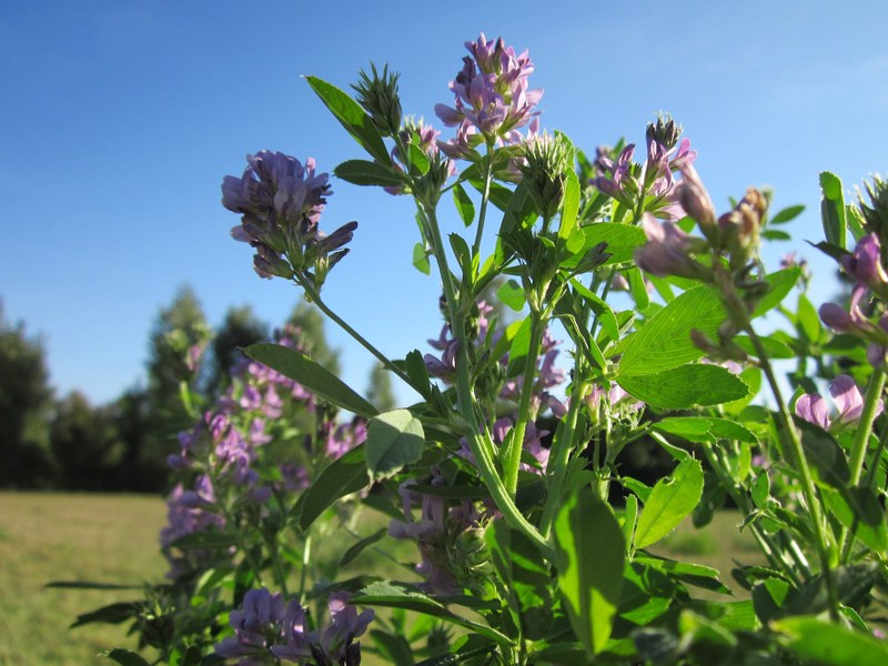 Hierba de alfalfa