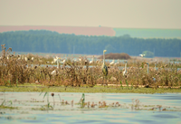 Corredor verde bajo del Danubio: recuperación de llanuras aluviales para la protección contra inundaciones