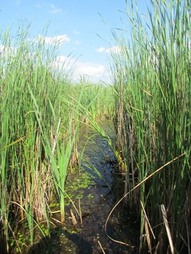 Les marais anciens et les roseaux bénéficient de la rétention d’eau
