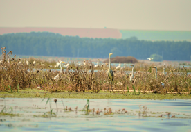 Succession d’habitats après la restauration du polder agricole à Mahmudia