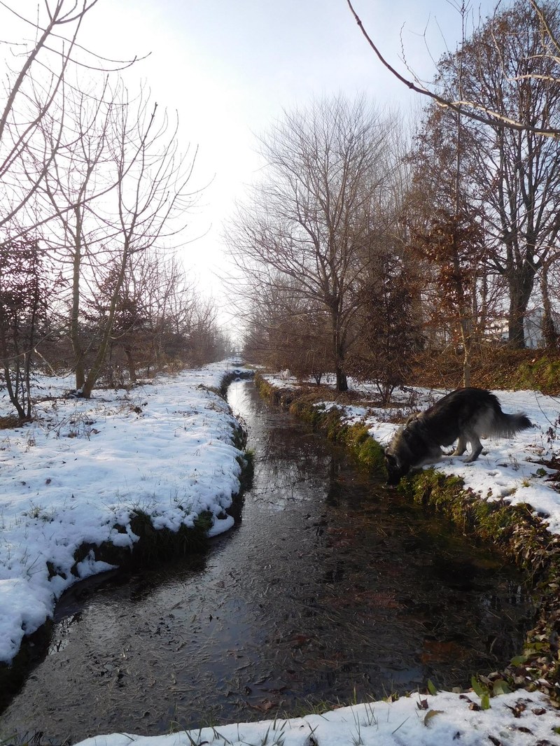 Bosco Limite zimi