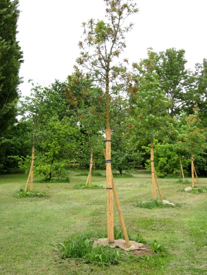 Park Villa Angeletti