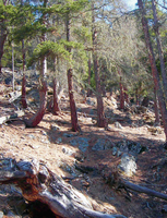 Misure basate sulla natura contro le rocce sulle foreste nella regione dell'Engadin, Svizzera