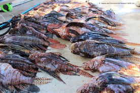 Pesce lionico rimosso dall'acqua marina di Cipro