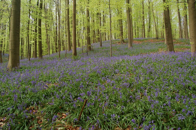 Bluebell veģetācija