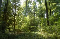 Przystosowanie się do zmiany klimatu w podmiejskim bukowym lesie z dużą liczbą odwiedzających – Sonian Forest, Belgia