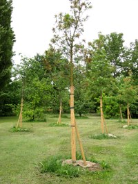 GAIA - Green Area Inner-city Agreement for finance tree planting in Bologna (Acordul privind zonele verzi din interiorul orașelor pentru finanțarea plantării de arbori la Bologna)