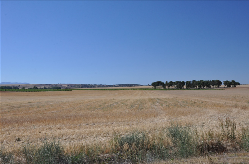 Drevnatá vegetácia