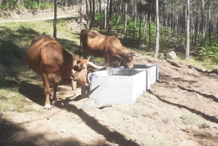 Hayvanlar için su temini altyapısı