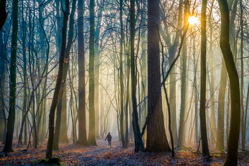 forestry_cr.jpg